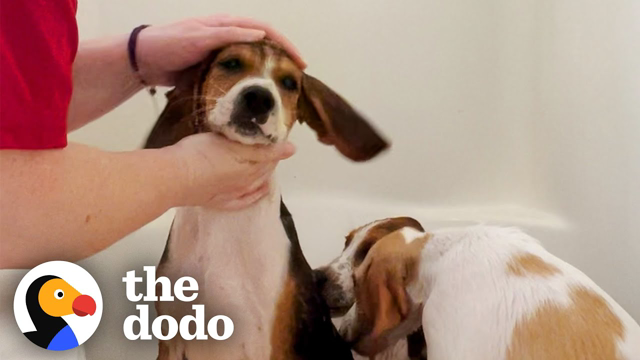 Foster Mom Works Up A Sweat Giving Hound Puppies A Bath | The Dodo Foster Diaries