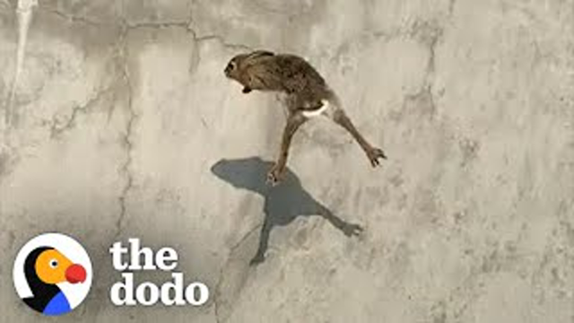 Bunny Stuck In A Skate Bowl Gets Help From A Friendly Dude | The Dodo