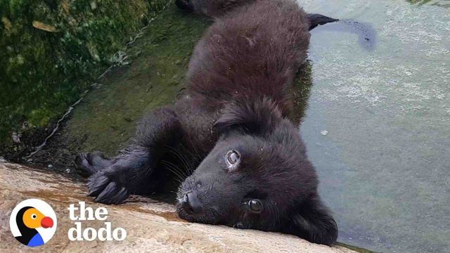 Puppy Who Can’t Stand On Her Own Learns To Run | The Dodo
