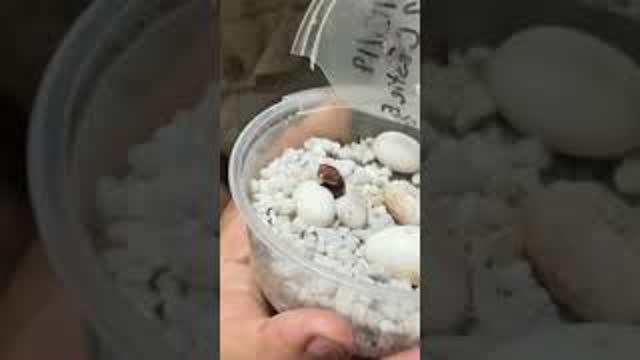 Baby gecko hatched in front of us 🦎
