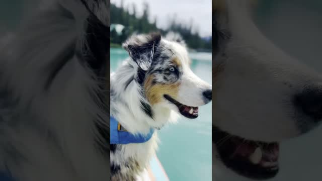 Adventure Buddy ❤️ | The Dodo