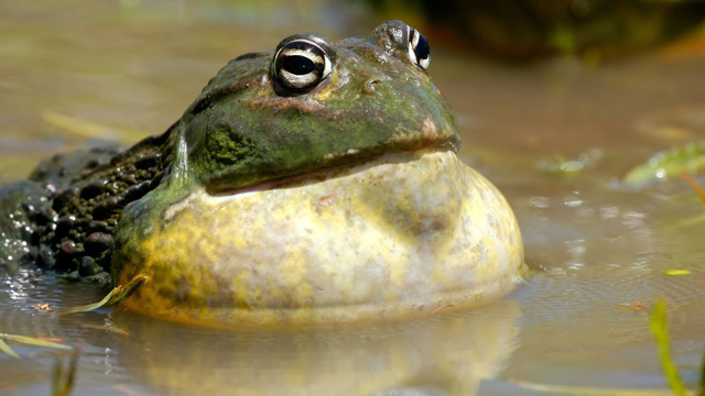 Screaming BullFrog Compilation 🐸 Frogs Are Funny 2019 🐸