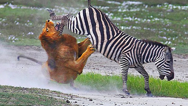 Leopards and Even Lions Are Afraid of This Mothers