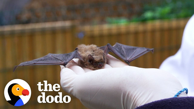 Teenager Can't Believe He Gets To Release Wild Bat After Saving His Life | The Dodo Saving The Wild