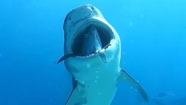 Animal Moments You Haven't Seen Before