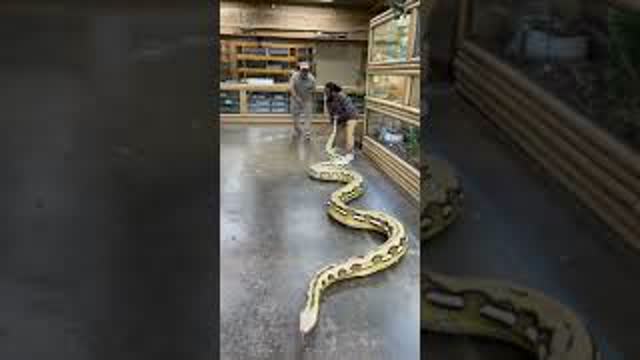 Is this the biggest snake in the world 😳