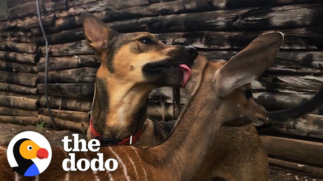 Rescue Dog Covers Baby Antelope With Kisses | The Dodo Odd Couples