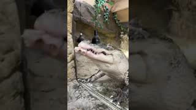 Feeding the gators a crazy Sushi Buffet 🍱