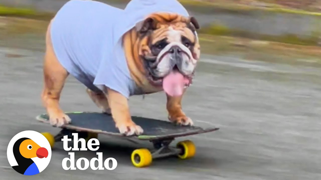 Bulldog Obsessed With His Skateboard Hates When His Parents Try To Take It Away From Him | The Dodo