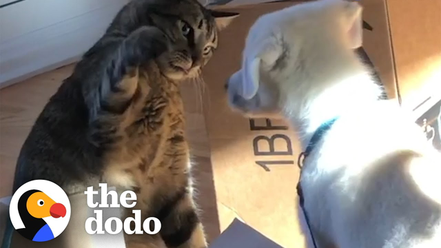 Cat Is NOT Happy About His New Puppy Brother | The Dodo Odd Couples