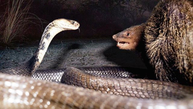 Mongoose vs Cobra! The Best Moments of the Endless War