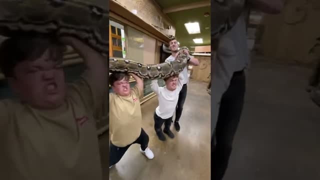 Many Hands Make For Light Work 🤣 #shorts #animals #reptile #giant #snake #python #dinosaur #zoo