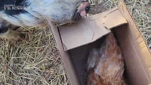 Meet the Chickens!