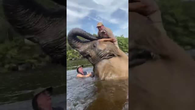 Swimming With Bubbles The Giant Elephant 🐘 #shorts #animals #giant #elephant #safari #cuteanimals