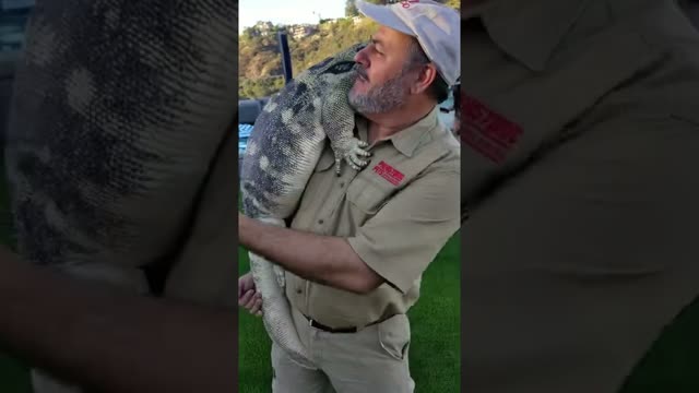 Giant House Or Giant Lizard 😂 #shorts #animals #reptile #giant #dinosaur #lizard #zoo