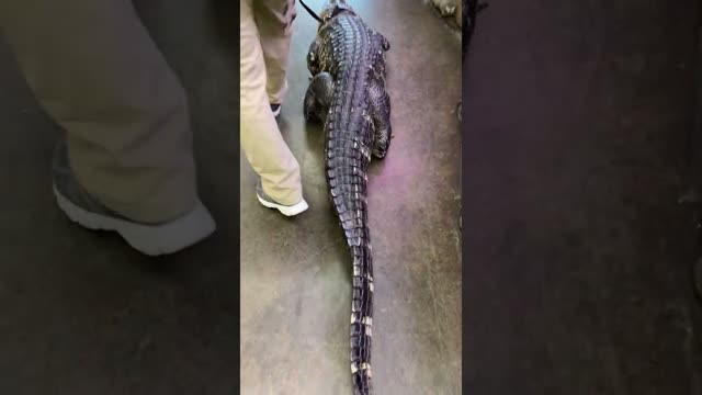 Walking My Giant Alligator! 😳🐊