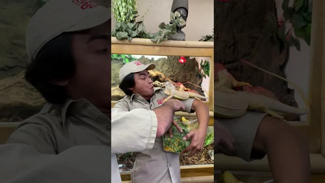 When the iguana thinks Guava is food 😂