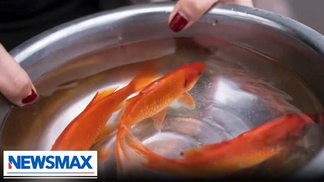 Fish species' name now labelled "racist" | The Chris Salcedo Show