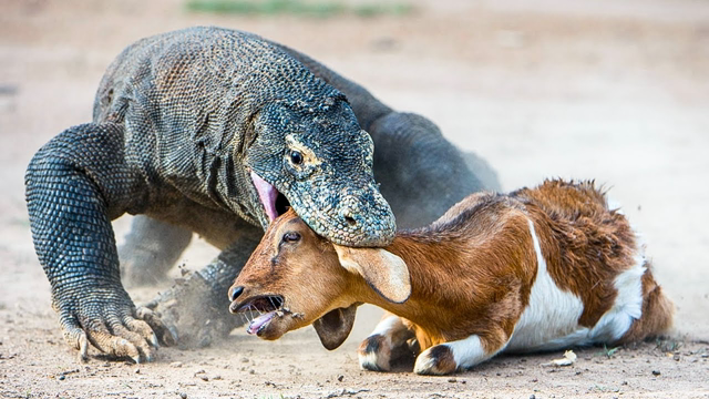 This Animal Eating It's Prey Alive