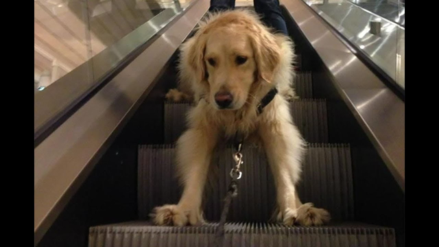Funny Video Escalator Fails - Funny Dogs on Escalators Compilation (2019)