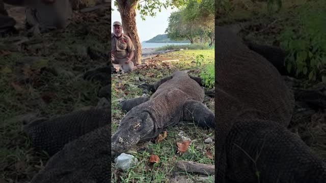 Komodo Dragons In The Wild 🐲 #shorts #animals #reptile #giant #dinosaur #lizard #dragon #zoo