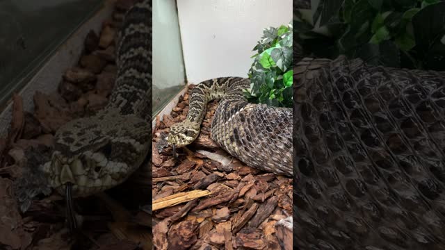 Biggest Venomous Snake Shedding! 😱🐍