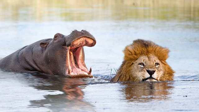 This Is Why Hippos Are More Dangerous Than Lion