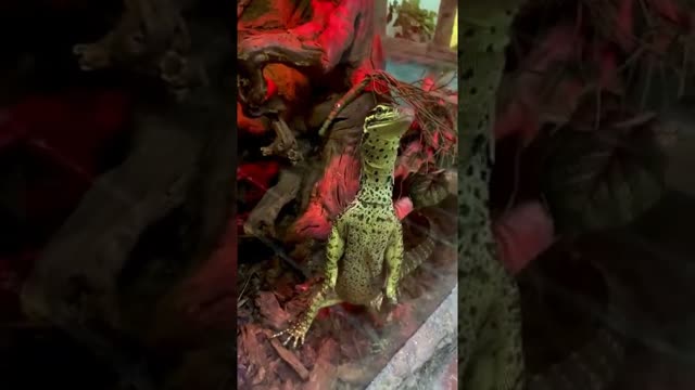 Someone’s Definitely Watching Me 🤣 #shorts #animals #reptile #dinosaur #lizard #argus #cuteanimals