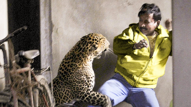 Moments When Wild Animals Attack People