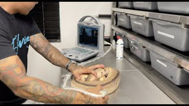 UltraSounding a Python for Eggs? Always Evolving