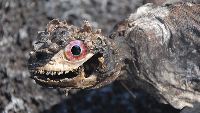 This Zombie Animal Was Thought to Be Extinct