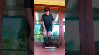 Injured Wombat Didn't Trust Anyone | The Dodo