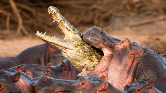 9 Animals Whose Territory You Should Never Enter