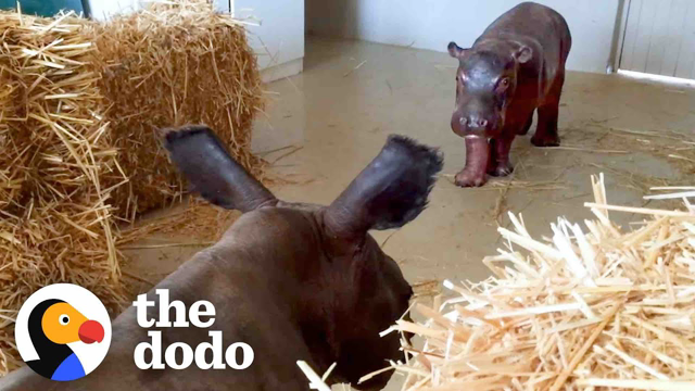 Baby Hippo Raised By Rhinos Meets A Hippo... ❤️ | The Dodo Go Wild
