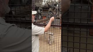 Feeding some White Nose Monkeys😅🙈