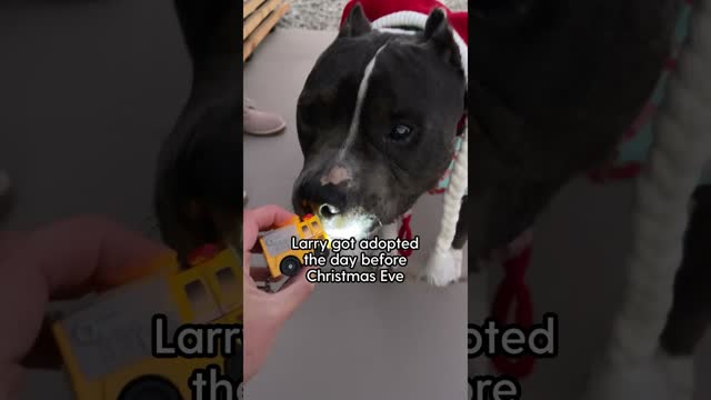Watch This 14-Year-Old Pittie Age Backwards | The Dodo