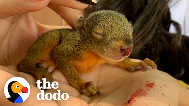Rescued Squirrel Visits His Mom Every Morning To Have Breakfast | The Dodo Little But Fierce