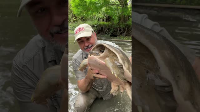 Have you ever seen a turtle like this 😯