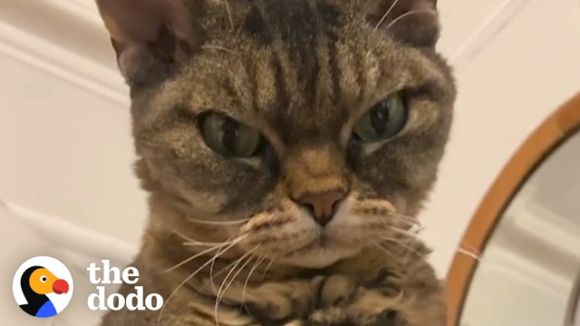 Grumpy, Un-adoptable Cat Is Her New Mom's Shadow | The Dodo Cat Crazy