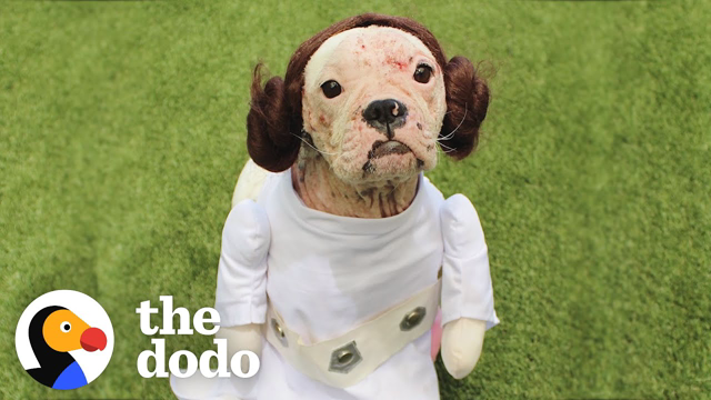 Dog Too Delicate To Be Touched Does Somersaults Now | The Dodo Foster Diaries