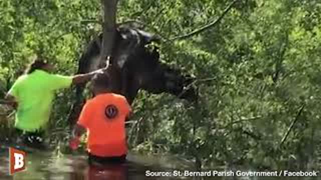 Cow Stuck in Tree After Hurricane Ida