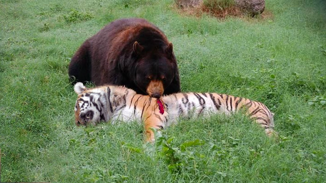 Moments When Animals Face the Bear