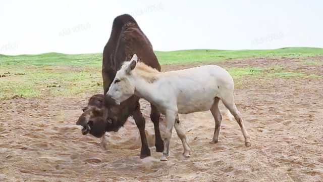 18 Times Animals Messed With the Wrong Opponent