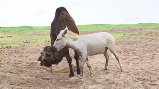 18 Times Animals Messed With the Wrong Opponent