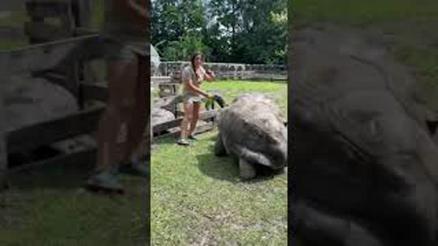 Juliette feeding giant Aldabra tortoises 🐢