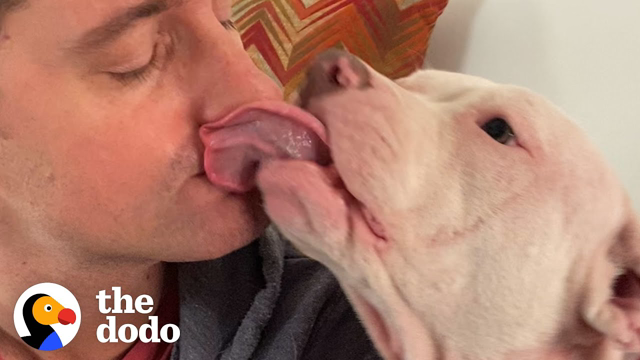 Dog Who Had No Idea How To Play Invents A Game With A Cat | The Dodo Foster Diaries