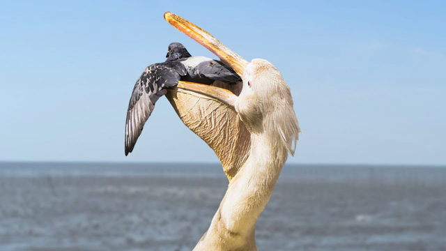 This is Why Pelicans Eat Pigeons?