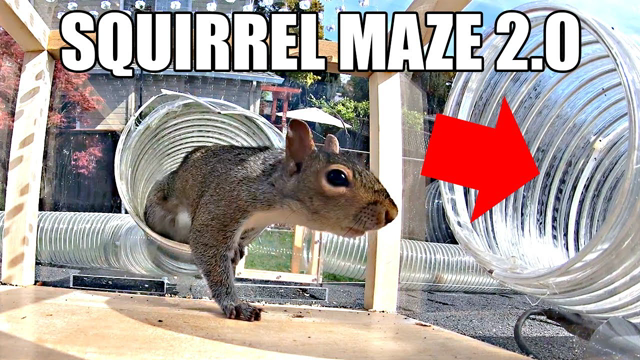 Backyard Squirrel Maze 2.0- The Walnut Heist