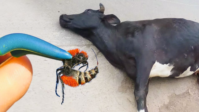 This Is Why Its Name Is Cow Killer