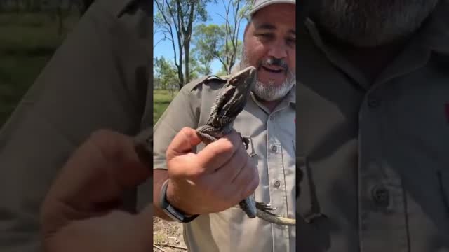 Catching Bearded Dragons In The Wild 🤯 #shorts #animals #reptile #dinosaur #lizard #australia